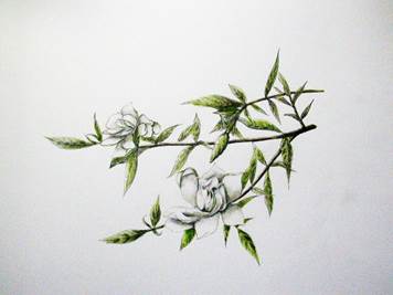 ȂQ 002.JPG
