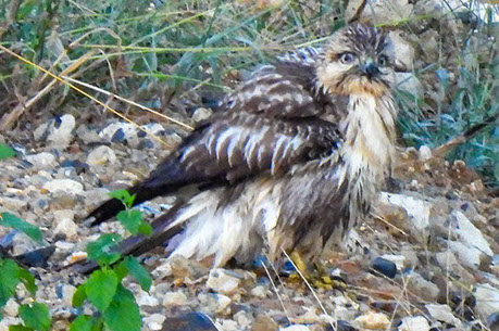 大高緑地公園の野鳥-な