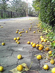 台風で木から落ちたカラタチの実(8-OCT-2009;hiro撮影)