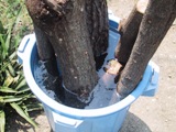 ほだ木を水につける(29-iv-2005,Hiro撮影)