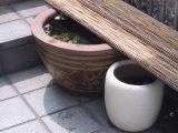 睡蓮鉢に日陰を作ってやる(26-vi-2005,Hiro撮影)