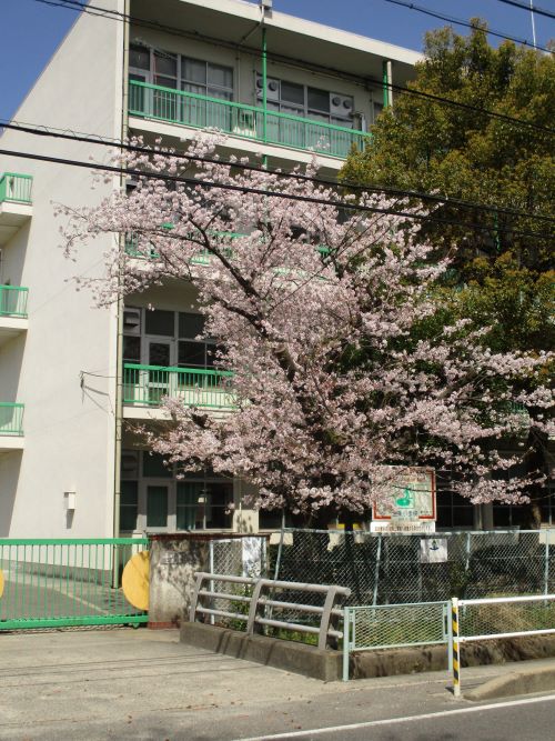 上条小学校の桜