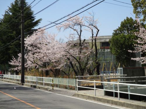 上条小学校の桜