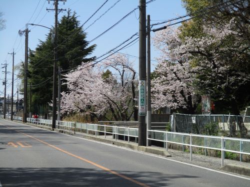 上条小学校の桜