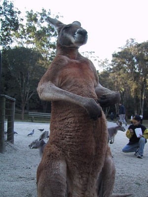 kangaroo