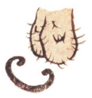 Ă"